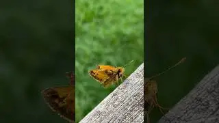 Fiery Skipper Butterfly Flies Away #maryland