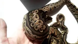 Classic Variationen - Python Regius auch in wildfarben wundersch&ouml;n