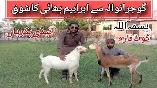 Beautiful Teddy Goats from Gujranwala | Ibrahim Bhai&rsquo;s Goat Farming 2025