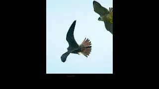 Aerial hunting 2 #animallife #wildlife #amazinganimals #wildanimallife #foryou