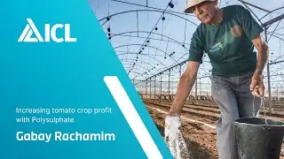 Increasing tomato crop profit with Polysulphate - a farmer&rsquo;s experience from Israel
