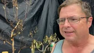 Crepe Myrtle and Viburnum Snowball recovery pruning.  Will it survive? (The director&rsquo;s cut). 