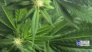 13 Action News Big Story: Marijuana Restrictions