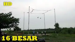 16 BESAR Jagungan Lomba Merpati Kolong Lapak Plasmen Jaya Kersana Brebes