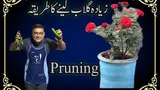 Rose Hard Pruning | Complete Journey, Benefits & Growth Results 🌹