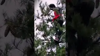 god level skill how to harvest pine seeds in an unusual way #shorts
