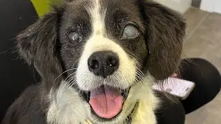 Little Barney to the vets