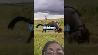 Wildebeest drives away hyenas to protect the little wildebeest #short #animals #wildebeast