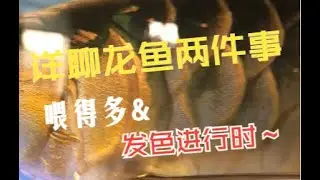 #108 老孙家小红龙鱼的发色进行时