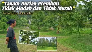 Kebun Durian Yang Paling Viral di Sulawesi Selatan ! Owner-nya Tidak Pelit ilmu !