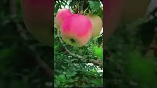 Amazing Winter Apple 🍏 🍏 Top Most Beautiful Apple 🍏 🍏 Best Apple 🍏 🍏#shorts #softpeace