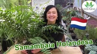 Samambaia Holandesa - Uma Maravilhosa Pteridófita!
