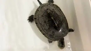Schildkr&ouml;te/ turtle/ la tortuga/ kilpikonna/ Sk&ouml;ldpadda/ la tartaruga/ Черепаха/ une tortue