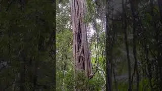 Strangler fig completely encompasses the host tree