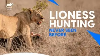 Mother Lioness Hunt Down Zebra with Fast Moves😮| शेरनी ऐसे शिकार करती है | Animal Planet India