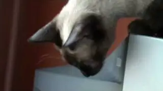 Тайский котенок - блю-поинт