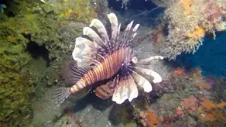 Luna Tugboat wreck /גוררת לונה