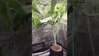 LFGrow!!!!!!!