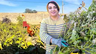 Village Life Iran / A Simple Village Day Without Modern Life