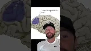 This brain area unlocked Jordan&rsquo;s greatness! 📈🧠🏀 #neuroscience#michaeljordan#neurotraining
