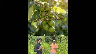 World costliest nuts 🌰 macadamia plant 🌱 available 💥 மக்டேமியா செடிகள் கிடைக்கும்GANESH NURSERY🌳