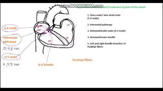 Specialized Excitatory And Conductive System Of The Heart