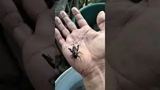 Black Crickets / Cricket Insect  #cricket #shortsvideo