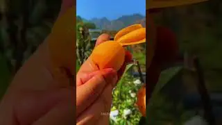 wow yummy fresh fruit 🍒🍒 #fruit #freshfruits #amazingfruits #fruitsfarm #farmlife