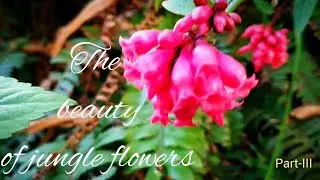 The beauty of jungle flowers Part-III