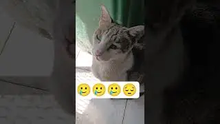 Amir Atrangi 786#cat#channel 🥲😢😢#Amazon #viral song 😔😔 #emoji 😔😢