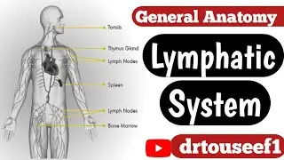 Lymphatic system. General Anatomy of the lymphatic system. lecture no 32.