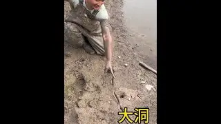 拳头那么大的浆洞你们见过吗？没想到最后扣到两条大斤货，太意外了！#户外 #我的乡村生活
