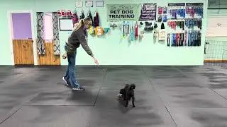 Winston - Multi Dog Home Info & Tips when Dealing with Resources, Ways to Set Them up for Success 