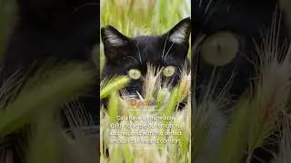 Cats have an incredible ability to sense our emotions #catlover #cat