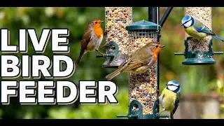 LIVE UK Garden Bird Feeder Cam 🐦 | Daily British Birds Livestream
