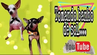 Tomando um sol #dog #pinscher #cachorro #pets #castration