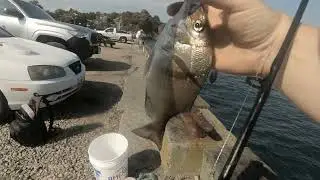 Porgy (Scup) fishing - day 2 highlights 🐠🐟🎣 ⛈