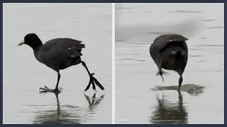 The Last Birds You'd Expect to Walk on Ice | Texas-American Coots Out of Their Element