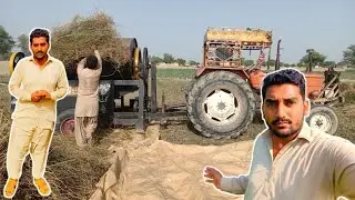 Alfa Alfa losan harvesting | Losan harvesting in pakistan 😎 | Shafqat vlog