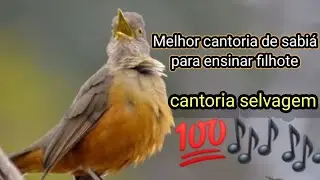 Melhor cantoria de de sabiá laranjeira para esquentar seu pássaro