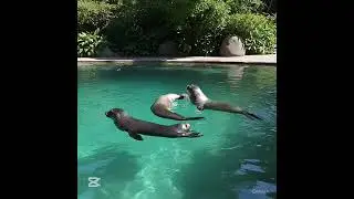 Seals semi-aquatic, carnivorous mammals  spend time water, known agility and thick blubber warmth.