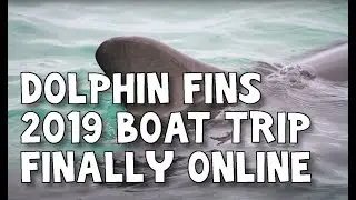 Dolphin Watching KI/VH Photographs Finally ALL Online!