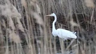 Great Egret Fishing