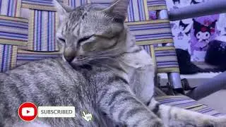 Cats are lovely, feminine creatures