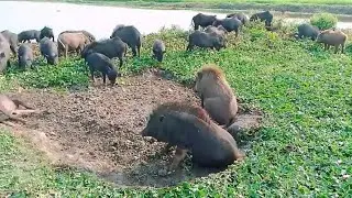 most animal crossing pig morning Bill village Animals pig