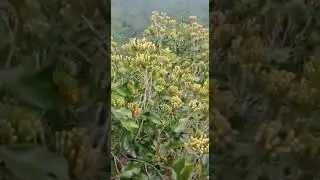Testimoni Eco Farming Pada Tanaman Cengkeh - PT BEST (081275995765)
