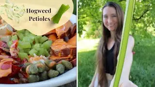 🌿 Hogweed Petioles: A Tasty Wild Vegetable 😋