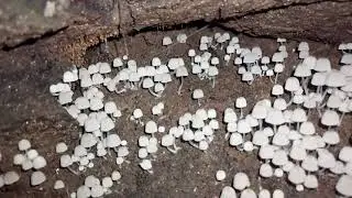 Fairy Inkcap