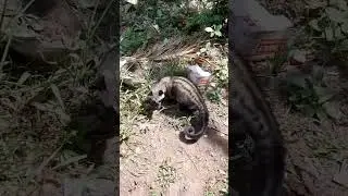 musang pandan wangi #hewanlucu #hewan #musang #video #musangloversindonesia  #shortvideo
