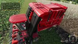 FS 19 N°13: COMMENT RÉCOLTER DU COTON